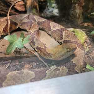 Nashville Zoo 5/22 - Unseen New World, copperhead