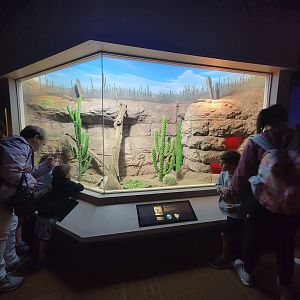 Nashville Zoo 5/22 - Unseen New World, desert tortoise, beaded lizard, spiny-tailed iguana