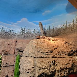 Nashville Zoo 5/22 - Unseen New World, desert tortoise, beaded lizard, spiny-tailed iguana