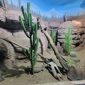 Nashville Zoo 5/22 - Unseen New World, desert tortoise, beaded lizard, spiny-tailed iguana