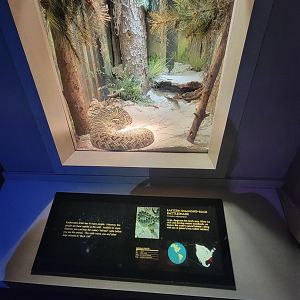 Nashville Zoo 5/22 - Unseen New World, eastern diamondback rattlesnake