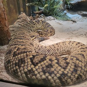 Nashville Zoo 5/22 - Unseen New World, eastern diamondback rattlesnake