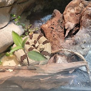 Nashville Zoo 5/22 - Unseen New World, banded rock rattlesnake