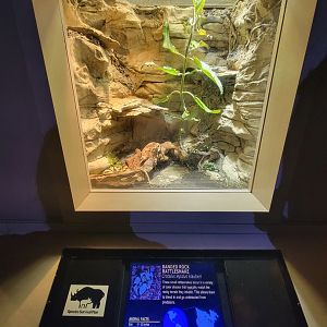 Nashville Zoo 5/22 - Unseen New World, banded rock rattlesnake