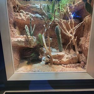 Nashville Zoo 5/22 - Unseen New World, gila monster and baja blue rock lizard