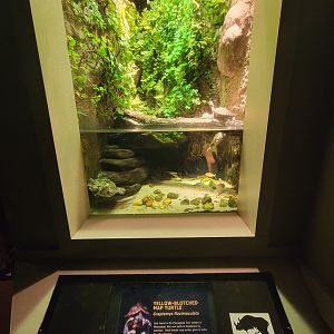 Nashville Zoo 5/22 - Unseen New World, yellow-blotched map turtle