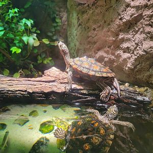 Nashville Zoo 5/22 - Unseen New World, yellow-blotched map turtle