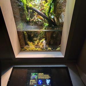 Nashville Zoo 5/22 - Unseen New World, axolotl