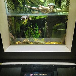 Nashville Zoo 5/22 - Unseen New World, spotted turtle