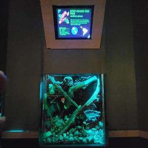 Nashville Zoo 5/22 - Unseen New World, spiny-headed tree frog