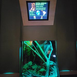 Nashville Zoo 5/22 - Unseen New World, central American banded gecko and rainbow boa