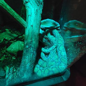 Nashville Zoo 5/22 - Unseen New World, rainbow boa (with central American banded gecko)