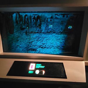 Nashville Zoo 5/22 - Unseen New World, Seba's short-tailed bat