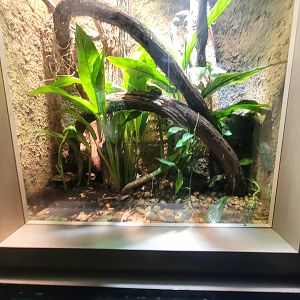 Nashville Zoo 5/22 - Unseen New World, yellow ratsnake, harlequin racerunner, mexican leaf frog