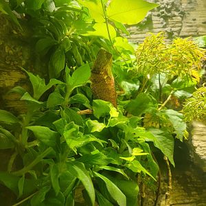 Nashville Zoo 5/22 - Unseen New World, smooth helmeted iguana