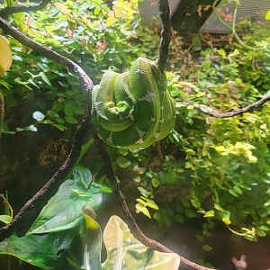 Nashville Zoo 5/22 - Unseen New World, emerald tree boa