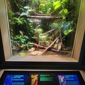 Nashville Zoo 5/22 - Unseen New World, emerald tree boa, dyeing poison dart frog, bicolor poison dart frog