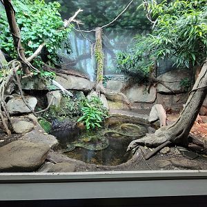 Nashville Zoo 5/22 - Unseen New World, green anaconda, red-tailed boa constrictor