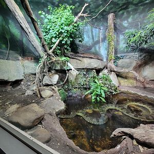 Nashville Zoo 5/22 - Unseen New World, green anaconda, red-tailed boa constrictor