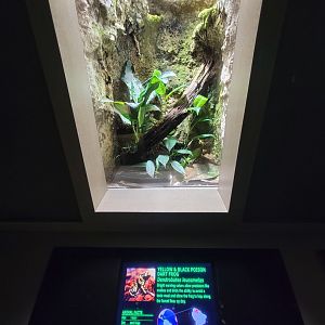 Nashville Zoo 5/22 - Unseen New World, yellow-banded poison dart frog