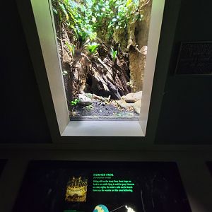 Nashville Zoo 5/22 - Unseen New World, Argentine horned frog