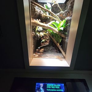 Nashville Zoo 5/22 - Unseen New World, Amazon milk frog