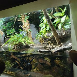 Nashville Zoo 5/22 - Unseen New World, Cuvier's dwarf caiman, mata mata