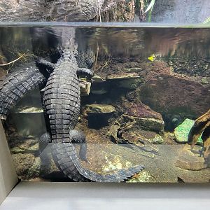 Nashville Zoo 5/22 - Unseen New World, Cuvier's dwarf caiman