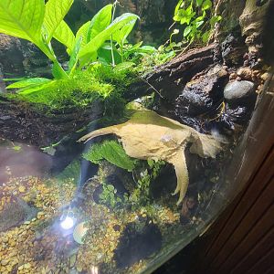 Nashville Zoo 5/22 - Unseen New World, Surinam toad (with many-colored bush anole)