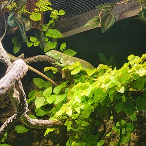 Nashville Zoo 5/22 - Unseen New World, many-colored bush anole (with Surinam toad)