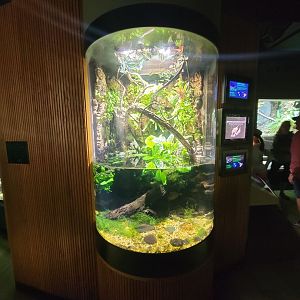 Nashville Zoo 5/22 - Unseen New World, Surinam toad and many-colored bush anole