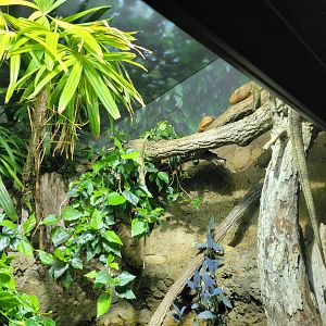 Nashville Zoo 5/22 - Unseen New World, caiman lizards