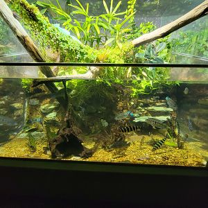Nashville Zoo 5/22 - Unseen New World, signed: wolf cichlid, pleco, banded leporinus, plumed basilisk