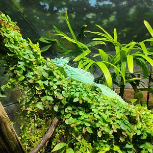 Nashville Zoo 5/22 - Unseen New World, plumed basilisk