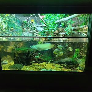 Nashville Zoo 5/22 - Unseen New World, signed: central american spotted gar, jaguar cichlid, pleco, caiman lizard, ripsaw catfish