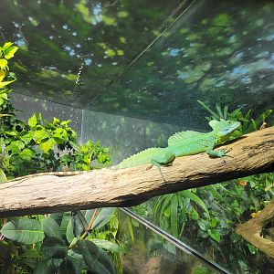 Nashville Zoo 5/22 - Unseen New World, plumed basilisk