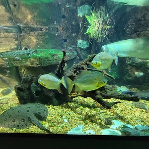 Nashville Zoo 5/22 - Unseen New World, tropical rivers tanks