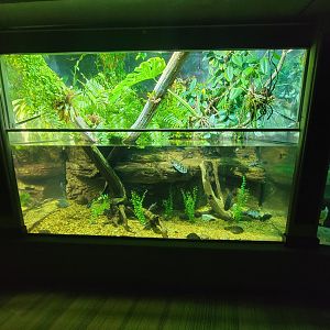 Nashville Zoo 5/22 - Unseen New World, tropical rivers tanks