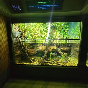 Nashville Zoo 5/22 - Unseen New World, red-bellied piranha, convict cichlid, harlequin racerunner, yellow-banded PDF, dyeing PDF (blue)