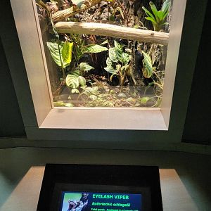 Nashville Zoo 5/22 - Unseen New World, eyelash pit viper
