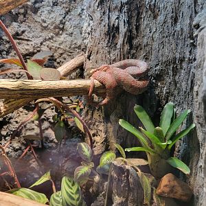 Nashville Zoo 5/22 - Unseen New World, eyelash pit viper