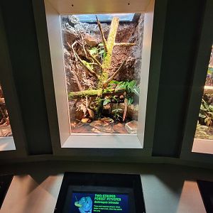 Nashville Zoo 5/22 - Unseen New World, two-striped forest pit viper