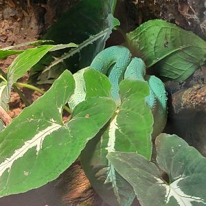 Nashville Zoo 5/22 - Unseen New World, two-striped forest pit viper