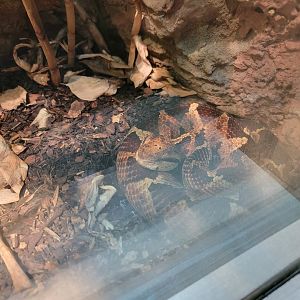 Nashville Zoo 5/22 - Unseen New World, Picado's jumping pit viper