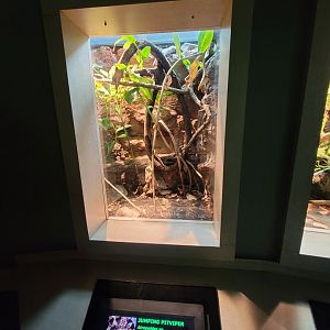 Nashville Zoo 5/22 - Unseen New World, Picado's jumping pit viper