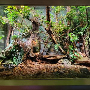 Nashville Zoo 5/22 - Unseen New World, signed: bushmaster (unspecified), eastern casquehead iguana, yellow-headed gecko, dyeing pdf