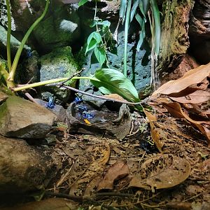 Nashville Zoo 5/22 - Unseen New World, PDFs (with signed: bushmaster, eastern casquehead iguana, yellow-headed gecko)