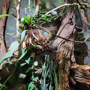 Nashville Zoo 5/22 - Unseen New World, bushmaster (with eastern casquehead iguana, yellow-headed gecko, dyeing pdf signed)