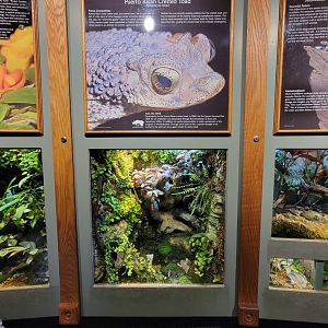 Nashville Zoo 5/22 - Unseen New World, Puerto Rican crested toad