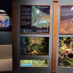 Nashville Zoo 5/22 - Unseen New World, African clawed frog